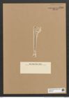 Clavicula biharensis Pant. (de-Toni-Nr.: Genus 75, Species 2802) Zeichnungen Sammlung Grunow Nr. 5756 (NHMW-BOT-W0374146)